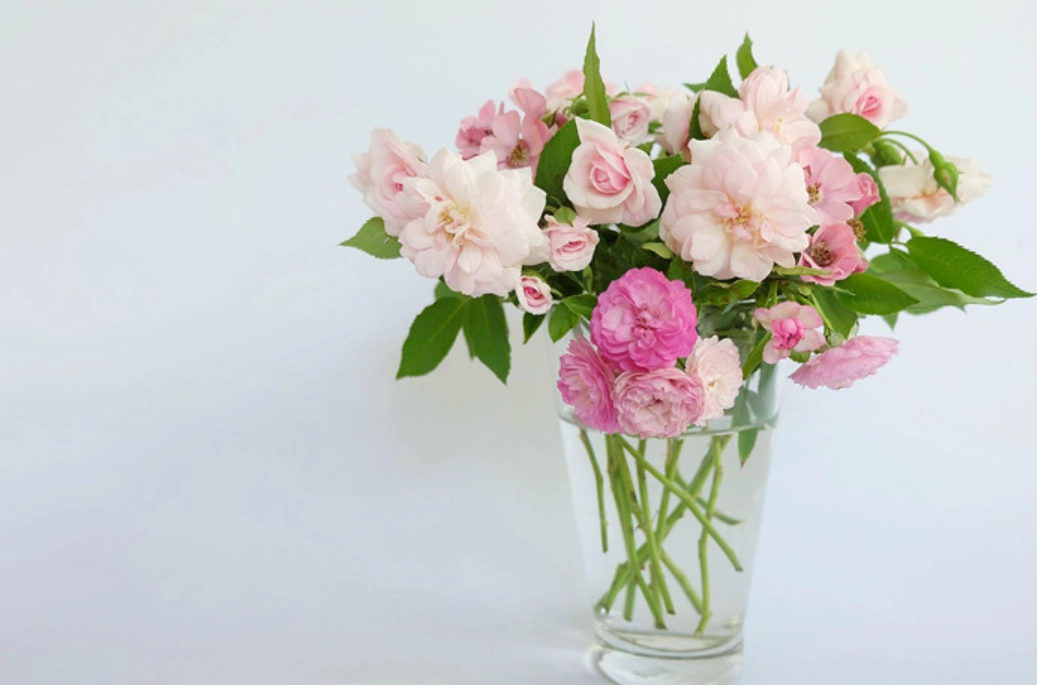 鮮花保鮮劑怎麼用 鮮花保鮮劑怎麼用