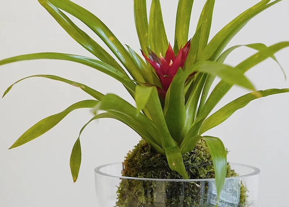 鳳梨盆栽照顧 鳳梨盆栽照顧