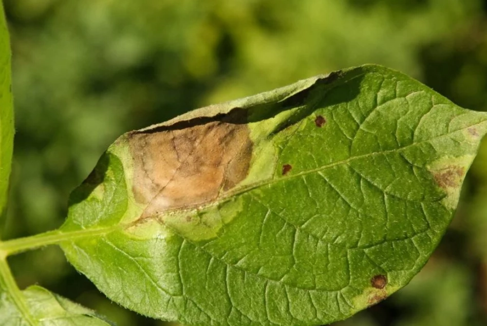 晚疫病防治方法 晚疫病防治方法