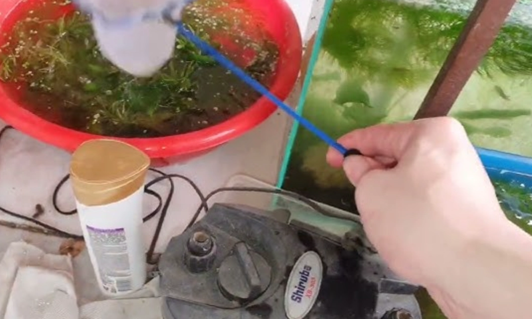 魚缸換水 夢境解析 魚缸換水 夢境解析