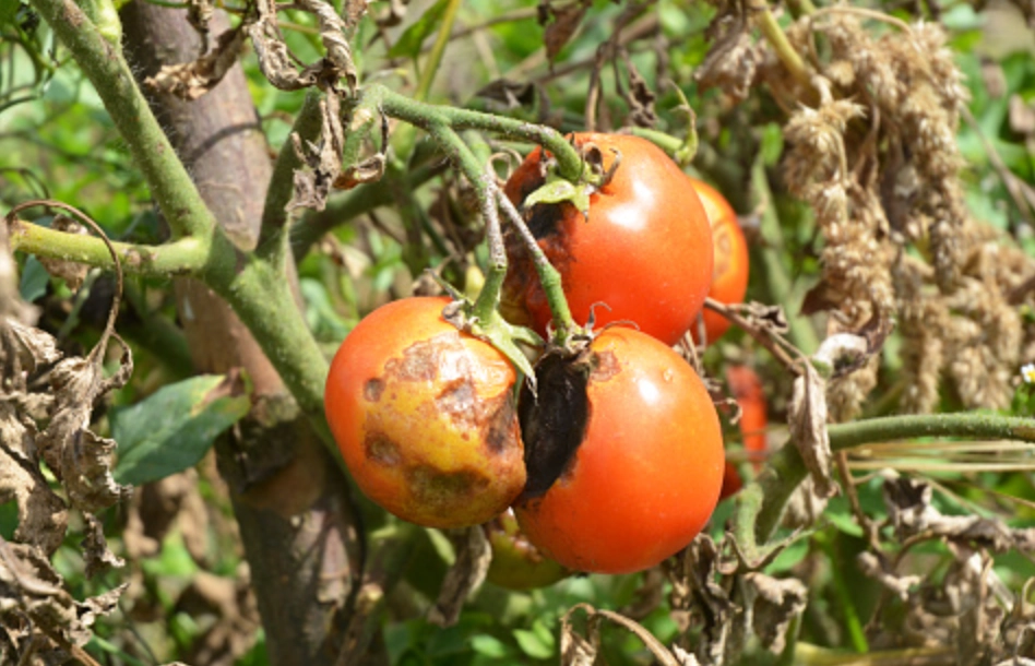 番茄晚疫病 番茄晚疫病