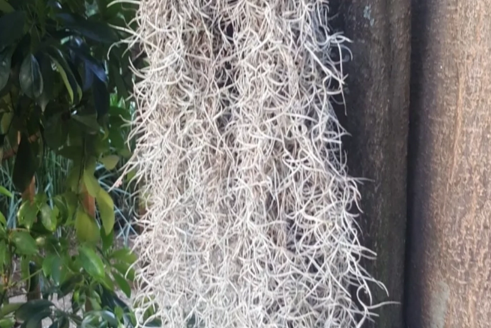 松蘿枯掉如何救 松蘿枯掉如何救