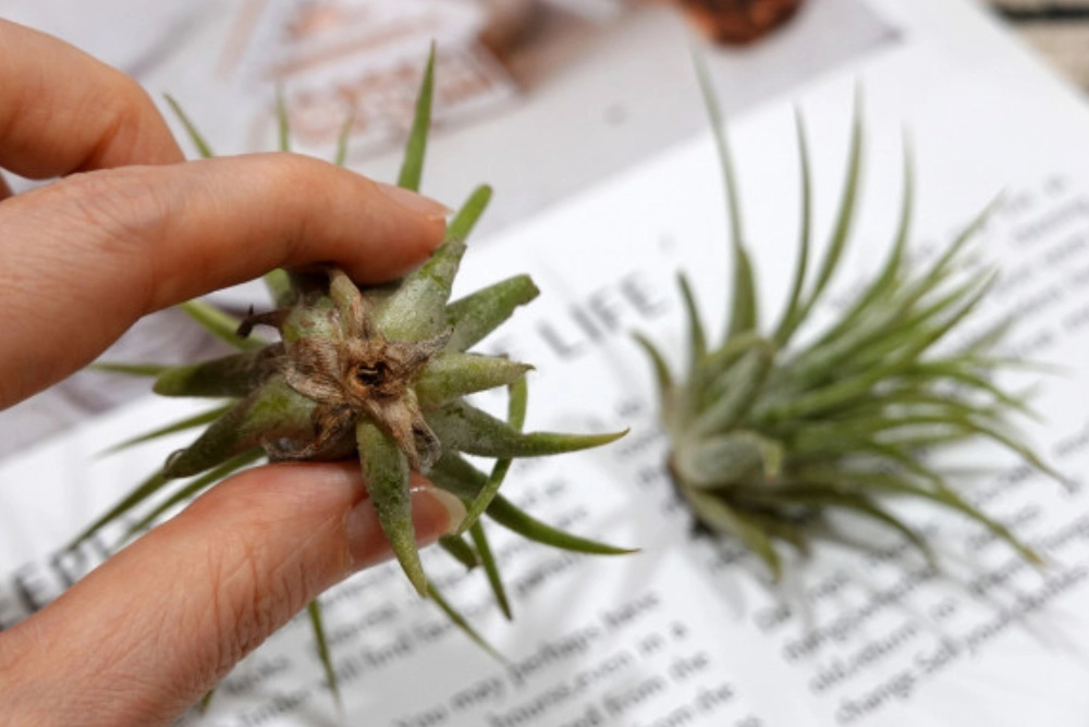 鳳梨花分株方法