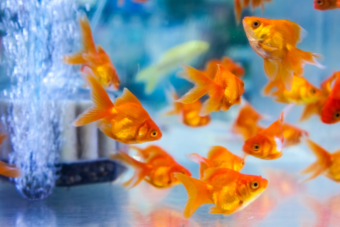 夢見魚缸很多金魚 意思 夢見魚缸很多金魚 意思