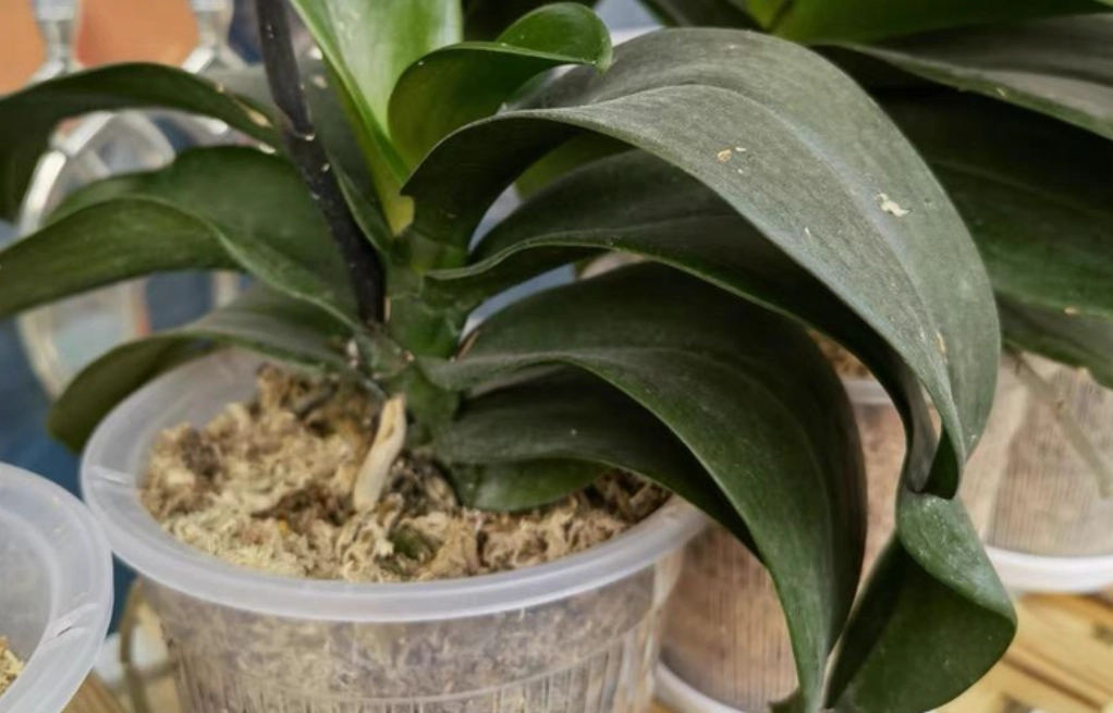 水苔種植 水苔種植