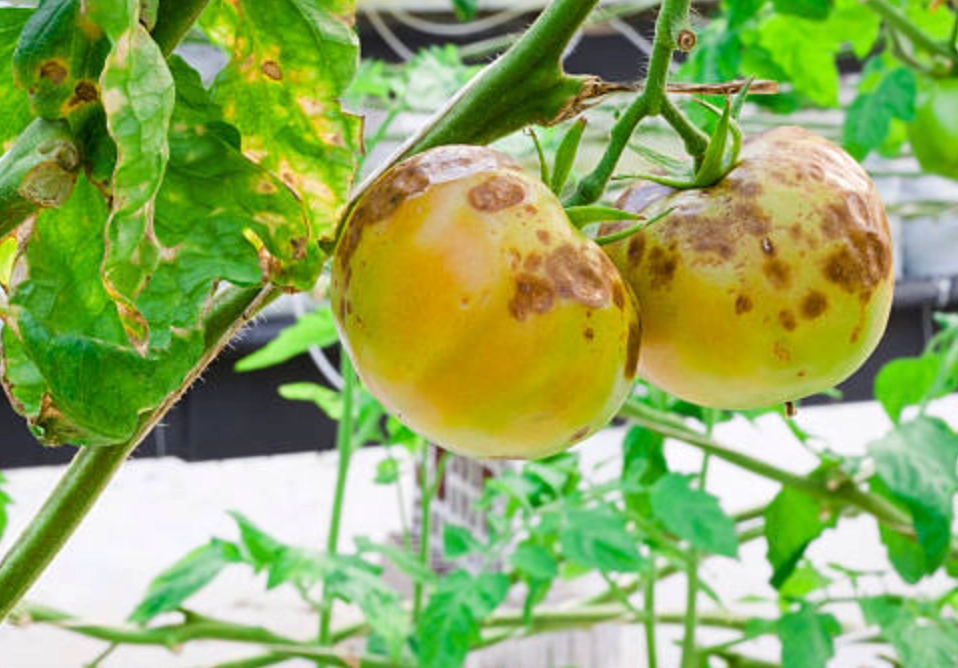 晚疫病防治方法