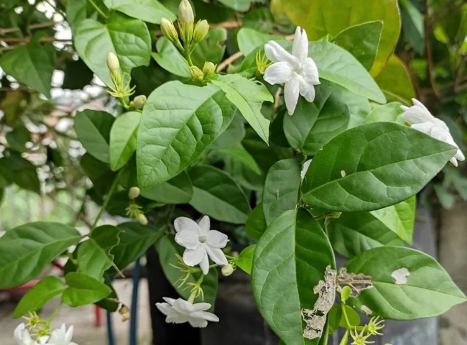 貓咪 植物 安全