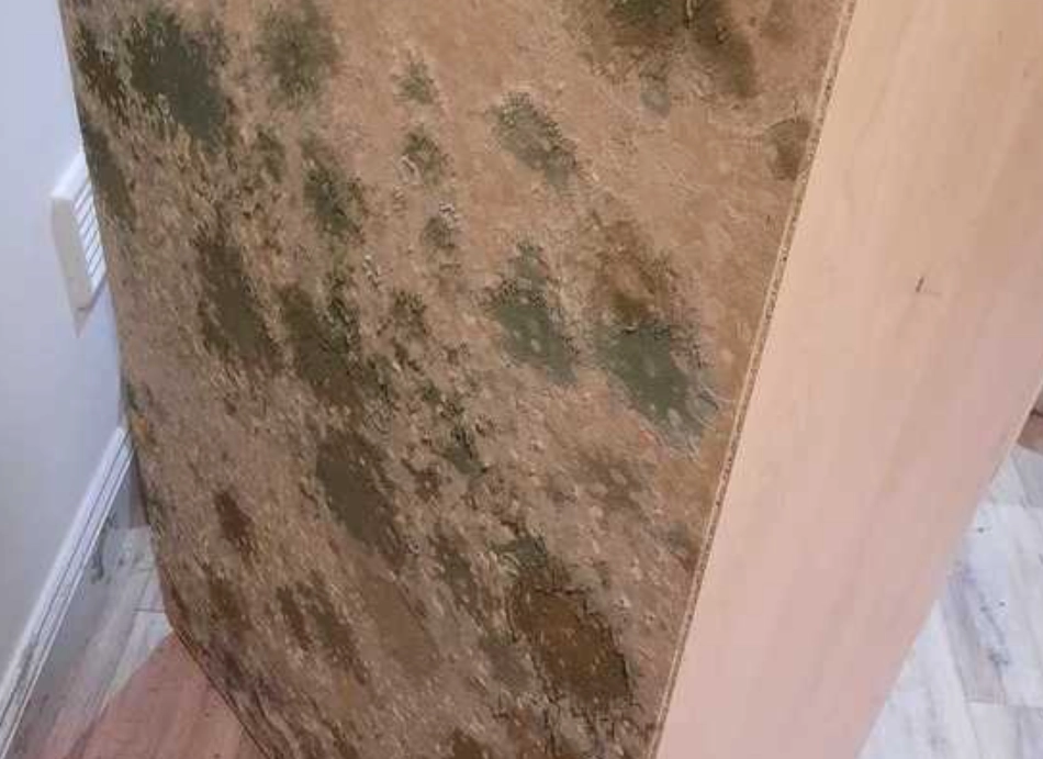 衣櫃發霉 衣櫃發霉