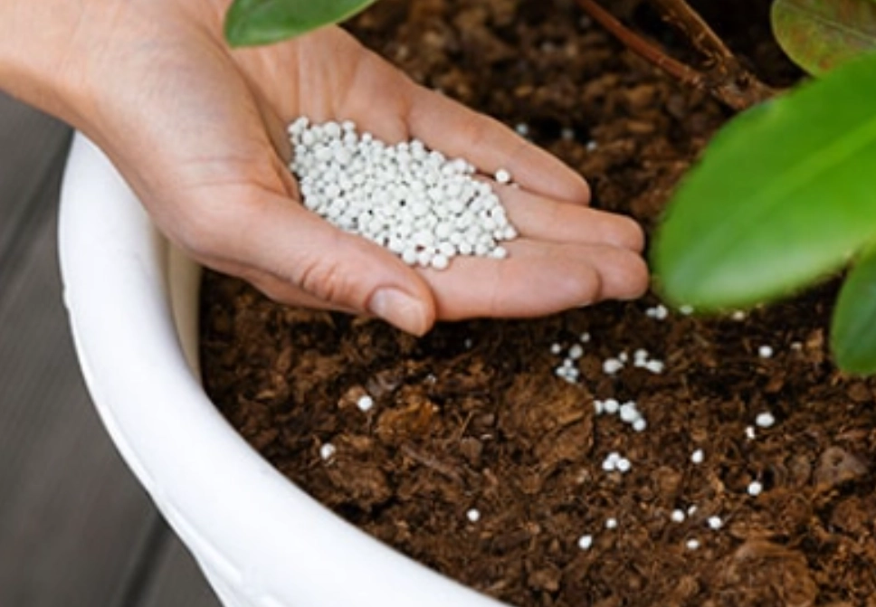 蘭花肥料挑選 蘭花肥料挑選