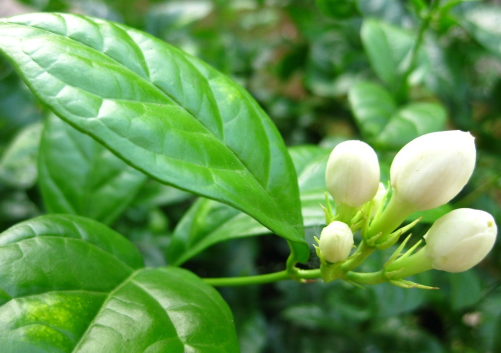 茉莉花 貓 有毒 茉莉花 貓 有毒