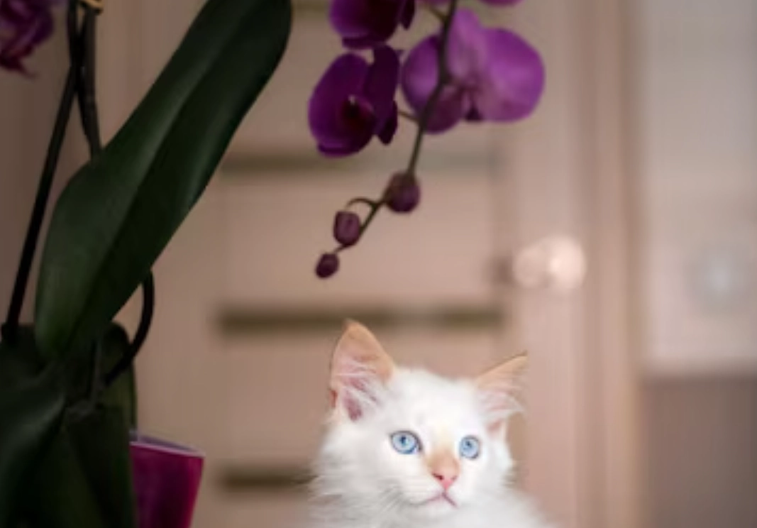蘭花對貓毒性