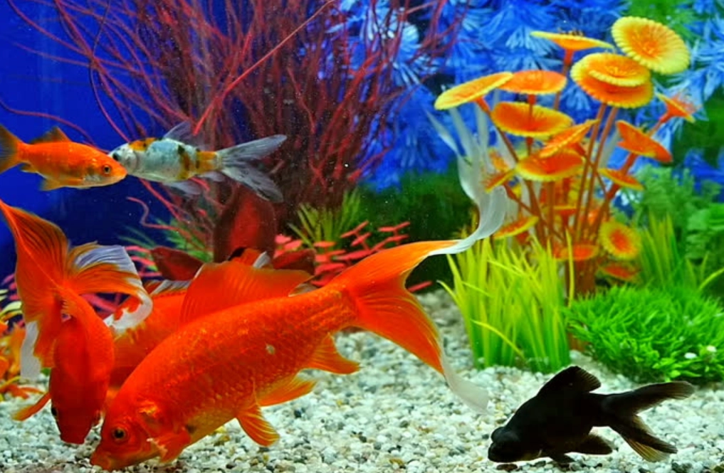 金魚夢境 解析 金魚夢境 解析