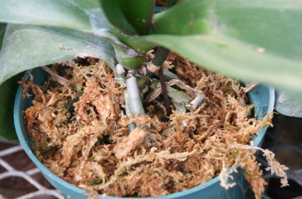 蝴蝶蘭介質 蝴蝶蘭介質