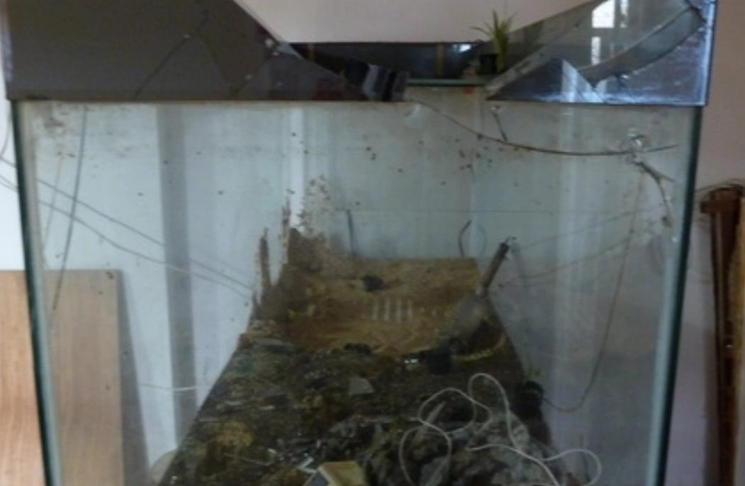 魚缸破掉夢境解析 魚缸破掉夢境解析