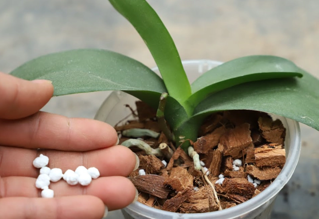 蘭花肥料挑選 蘭花肥料挑選