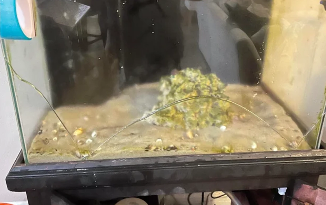 魚缸破掉夢境解析 魚缸破掉夢境解析