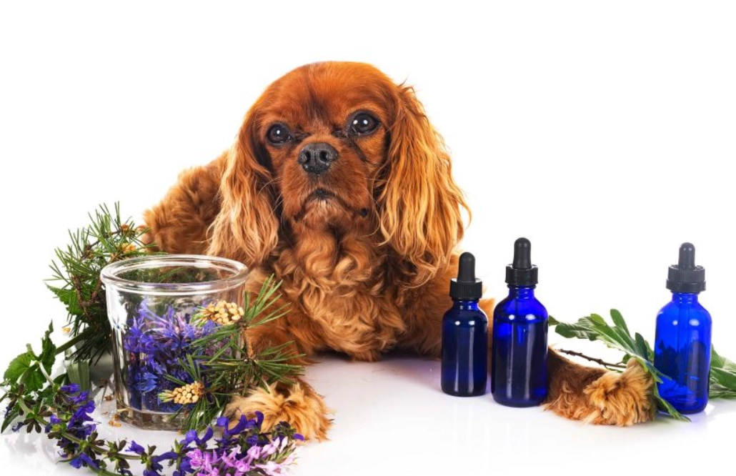 狗狗 薰衣草 精油 狗狗 薰衣草 精油