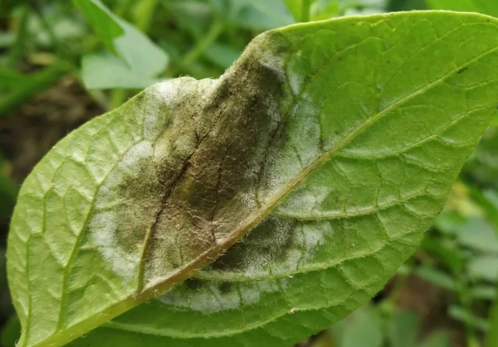 晚疫病症狀 晚疫病症狀