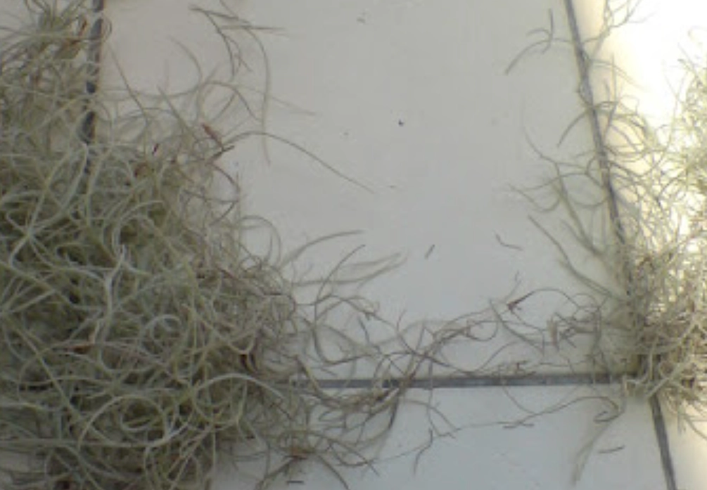 松蘿枯掉原因 松蘿枯掉原因