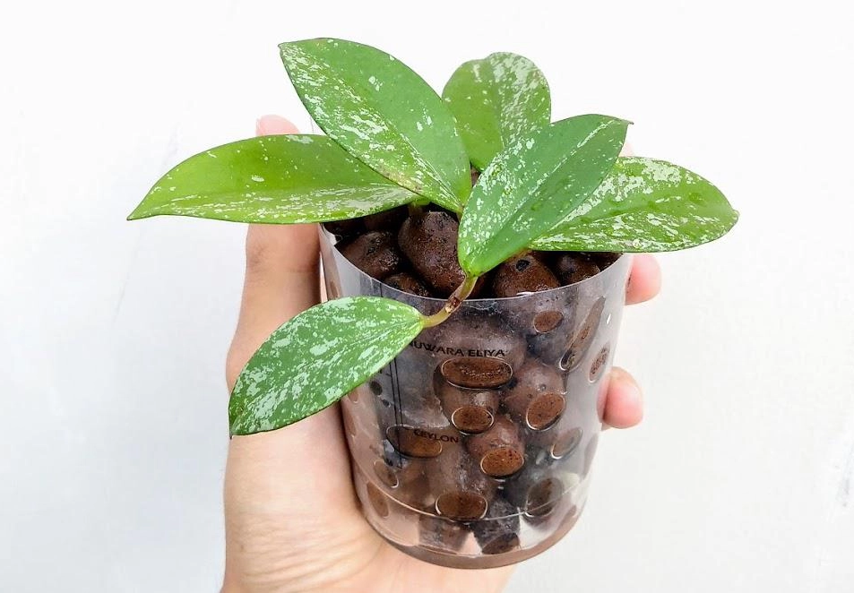 半水培技巧 半水培技巧