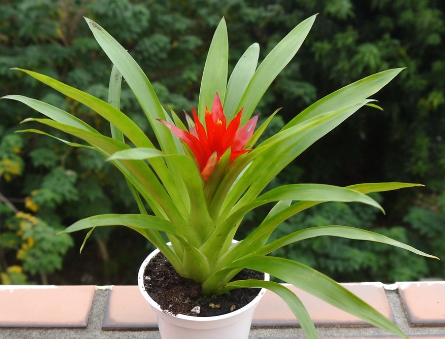 室內鳳梨植物 室內鳳梨植物