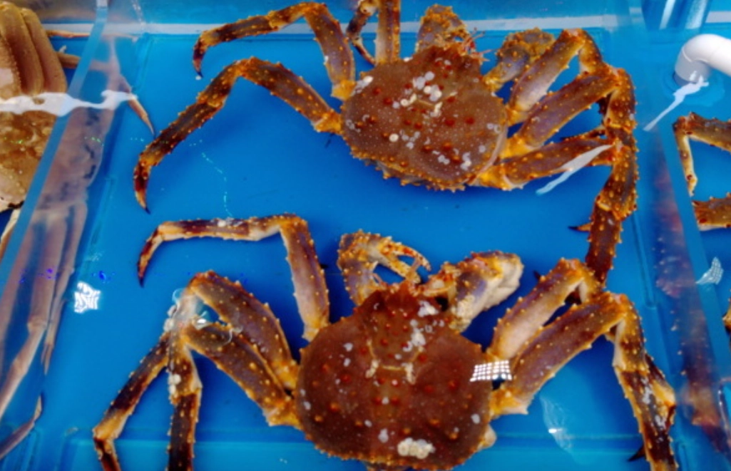 帝王蟹價格