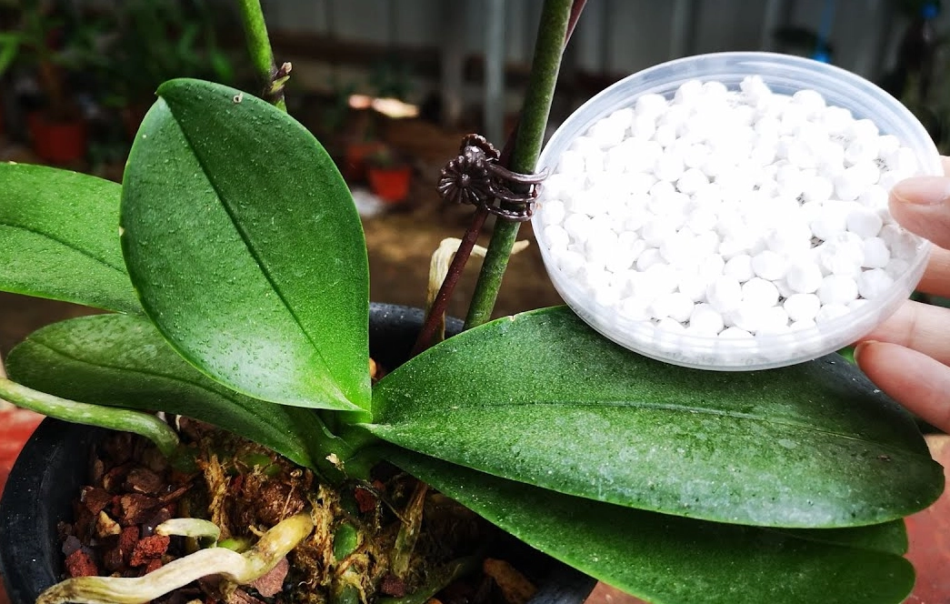 蘭花施肥方法 蘭花施肥方法