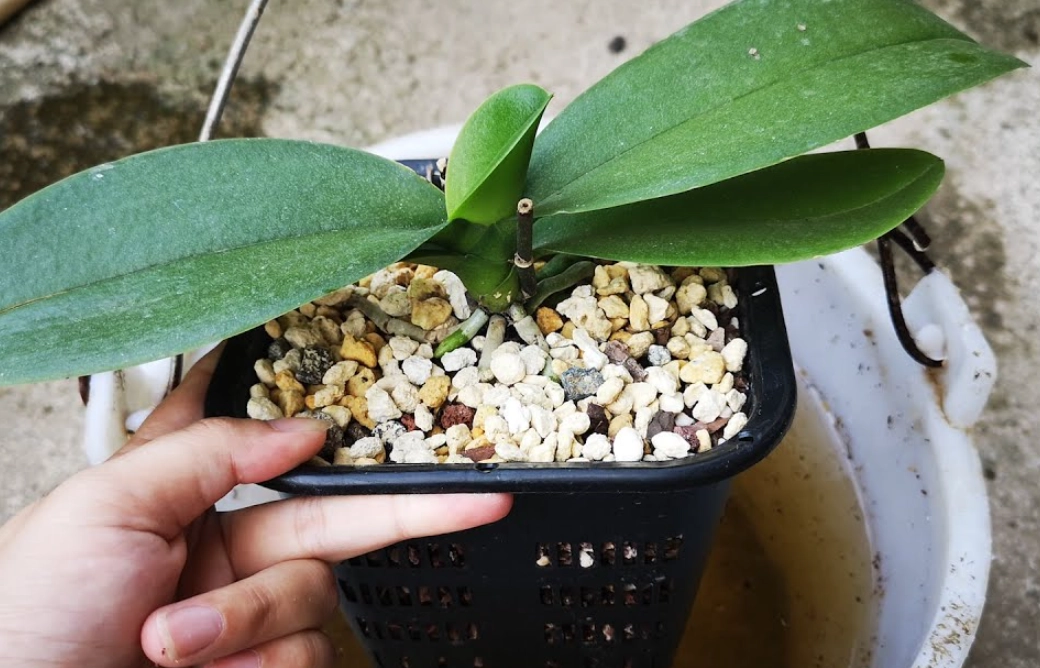 蘭花施肥方法 蘭花施肥方法