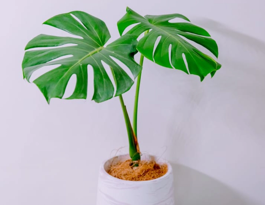 龜背芋盆器 龜背芋盆器