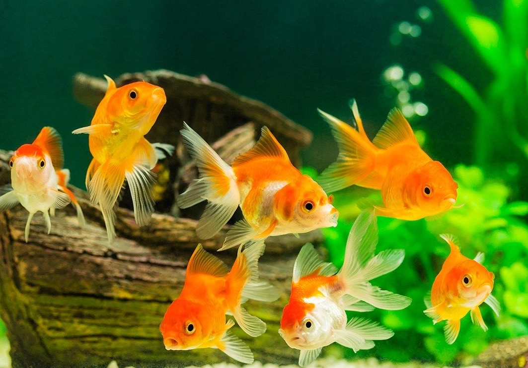 夢見魚缸很多金魚 意思 夢見魚缸很多金魚 意思