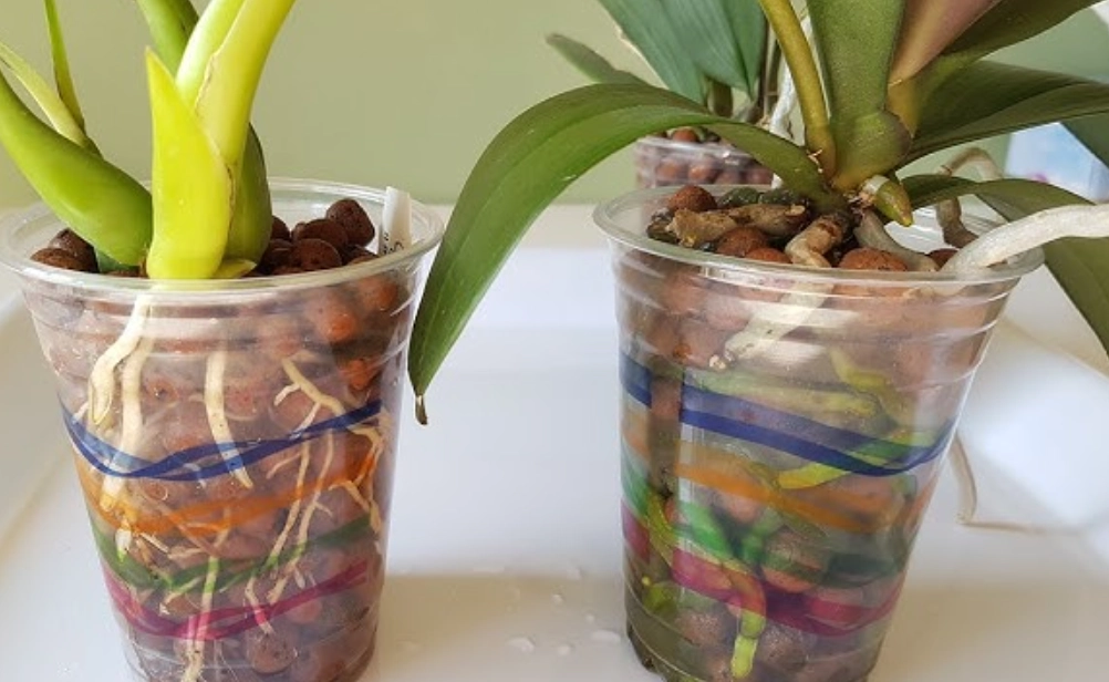 室內植物養護 室內植物養護