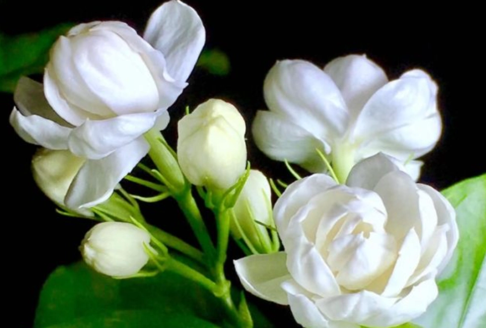 茉莉花 對貓 有害 茉莉花 對貓 有害