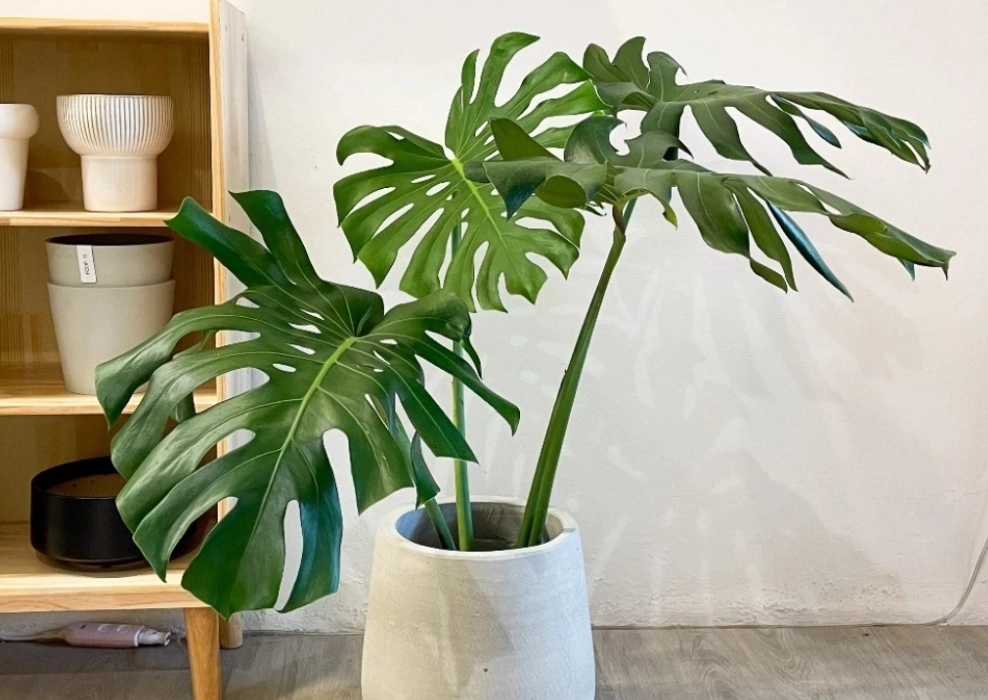 龜背芋盆器 龜背芋盆器