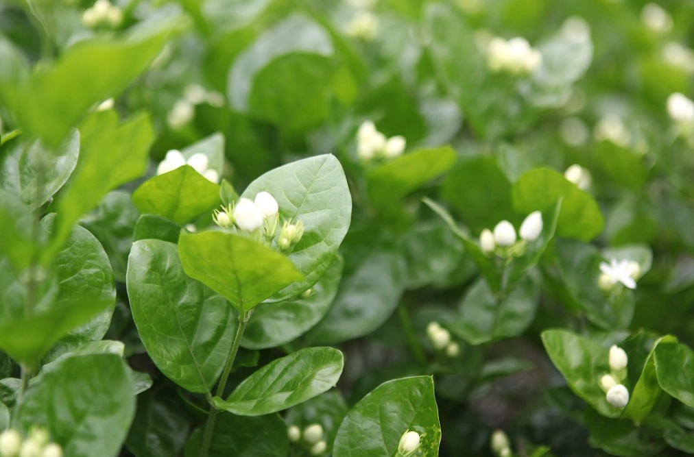 茉莉花 貓 有毒 茉莉花 貓 有毒