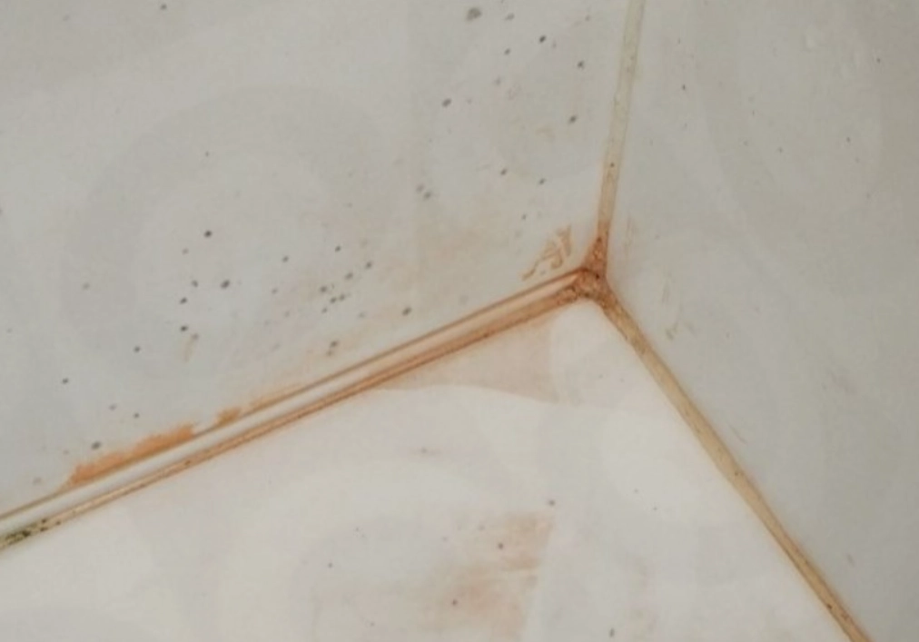 紅色黴菌是什麼 紅色黴菌是什麼