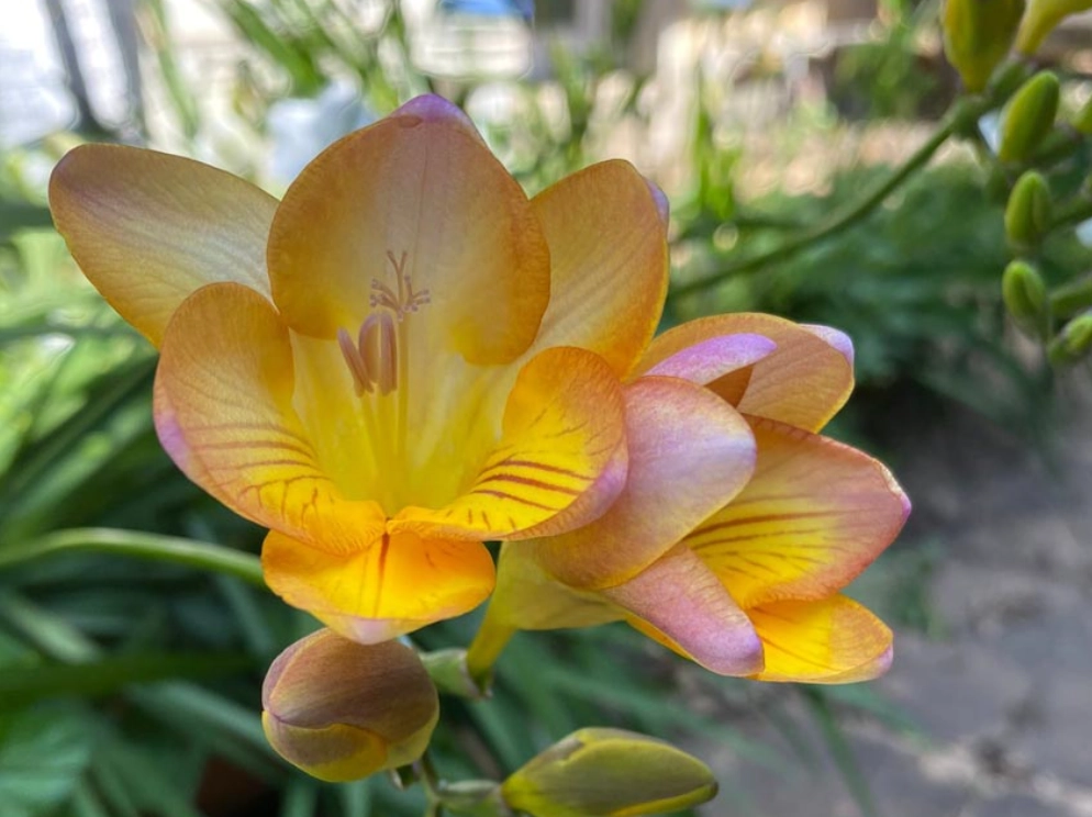 小蒼蘭種植技巧 小蒼蘭種植技巧