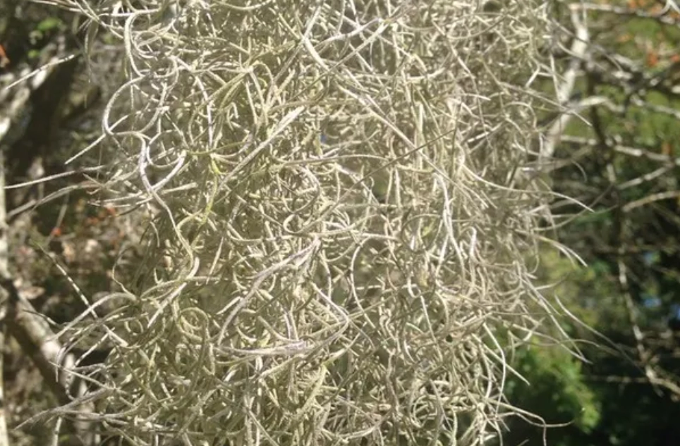 松蘿枯掉急救 松蘿枯掉急救