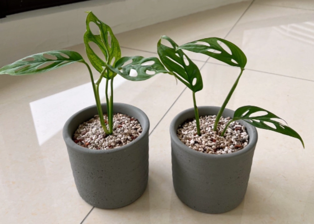 龜背芋種植盆器 龜背芋種植盆器