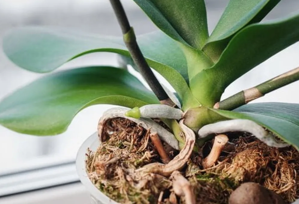 水苔種植 水苔種植