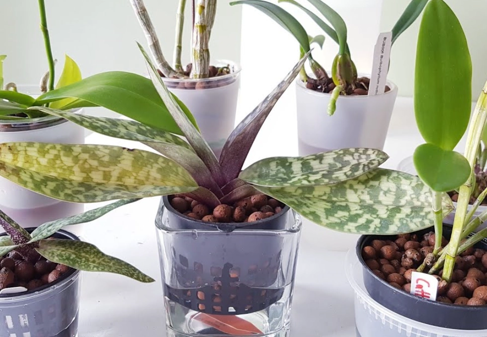 室內植物養護 室內植物養護