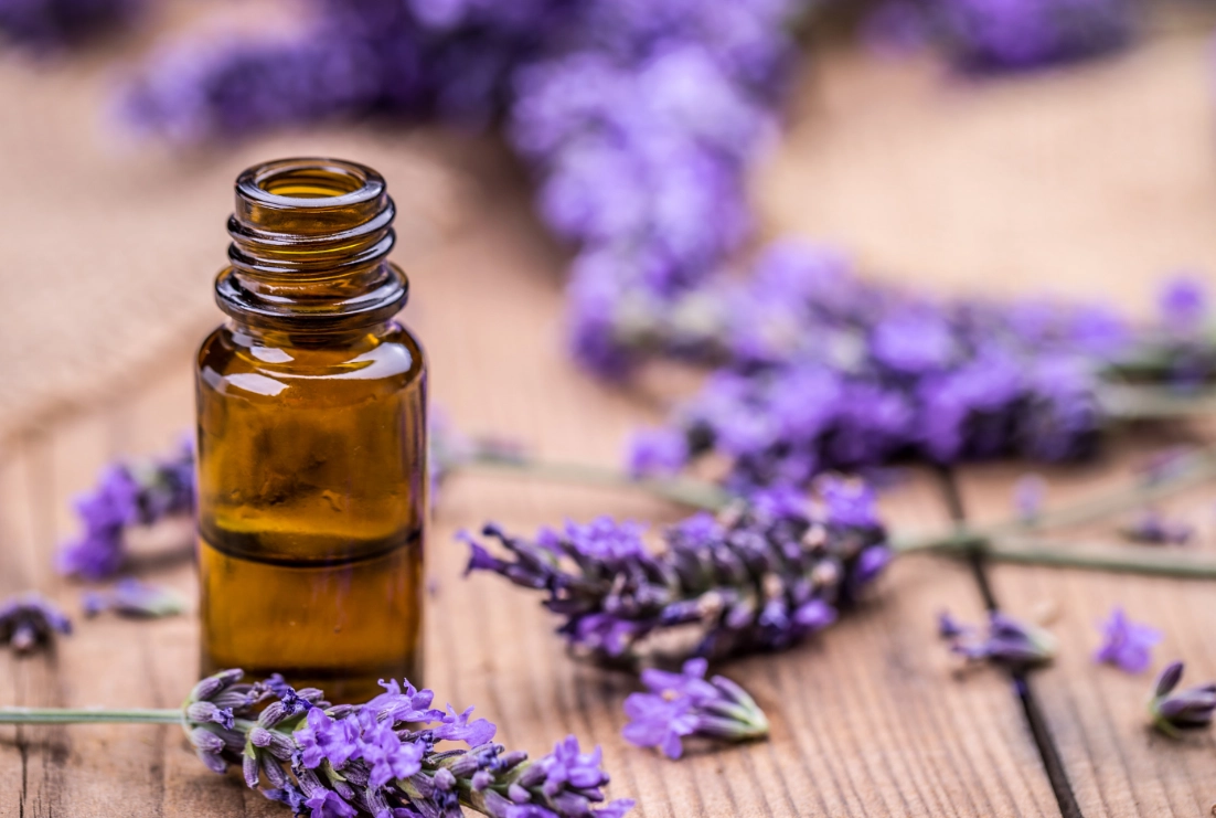 薰衣草 精油 狗 薰衣草 精油 狗