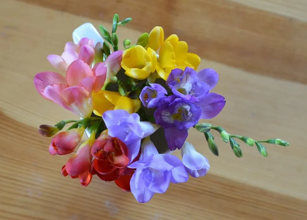 小蒼蘭種植技巧 小蒼蘭種植技巧