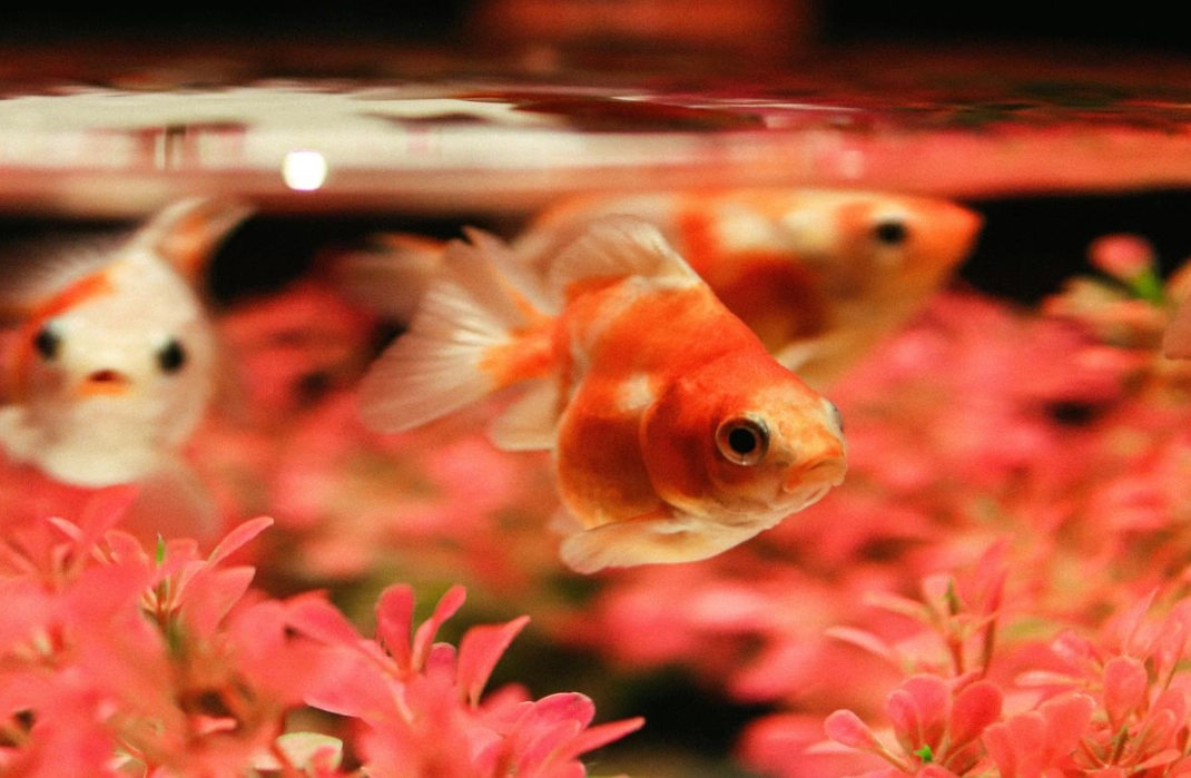 夢見很多金魚 財運 夢見很多金魚 財運