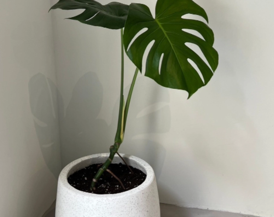 龜背芋種植盆器 龜背芋種植盆器