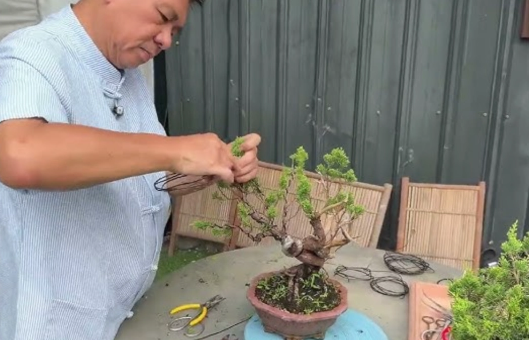 真柏造型技巧 真柏造型技巧