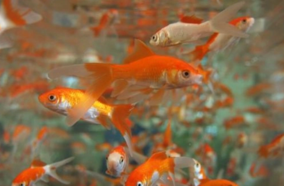 金魚夢境 解析 金魚夢境 解析