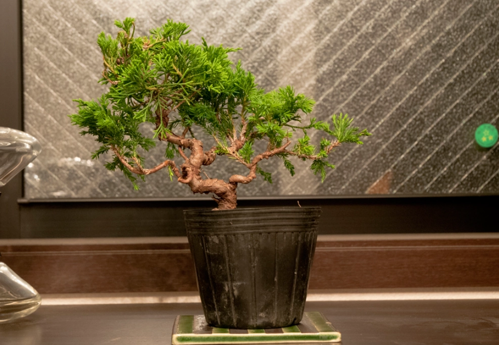 真柏肥料使用 真柏肥料使用