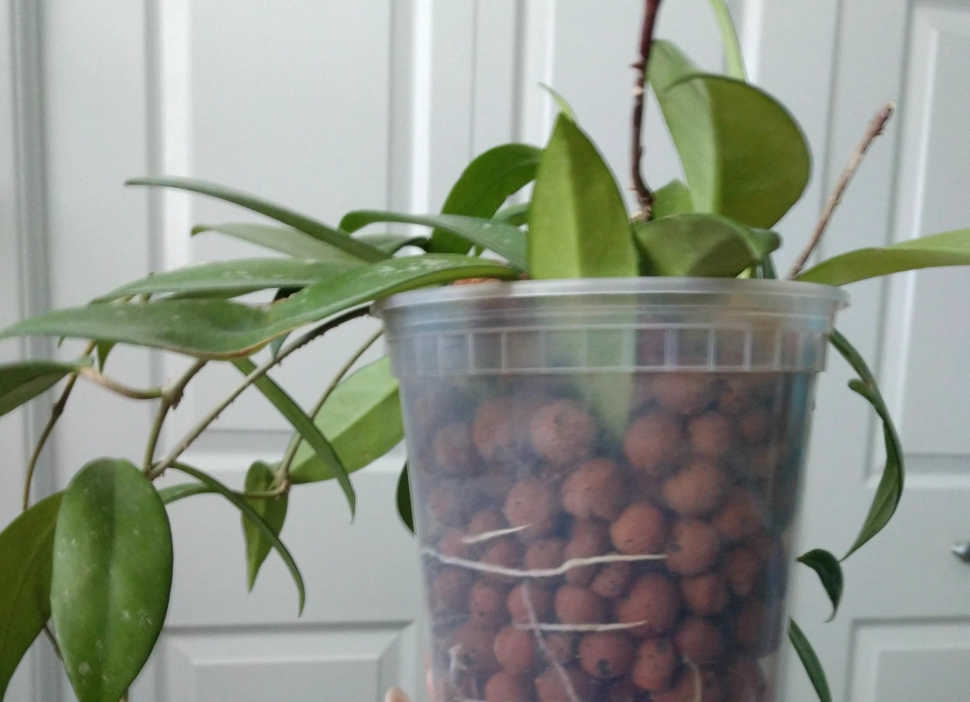 室內植物養護 室內植物養護