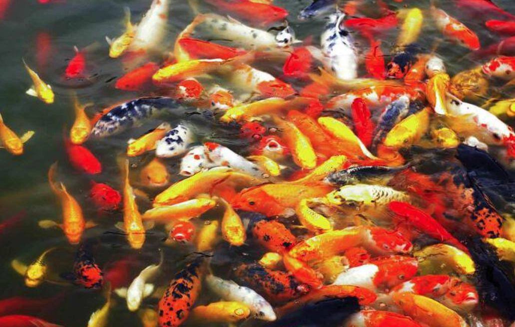 夢境心理學 夢境心理學