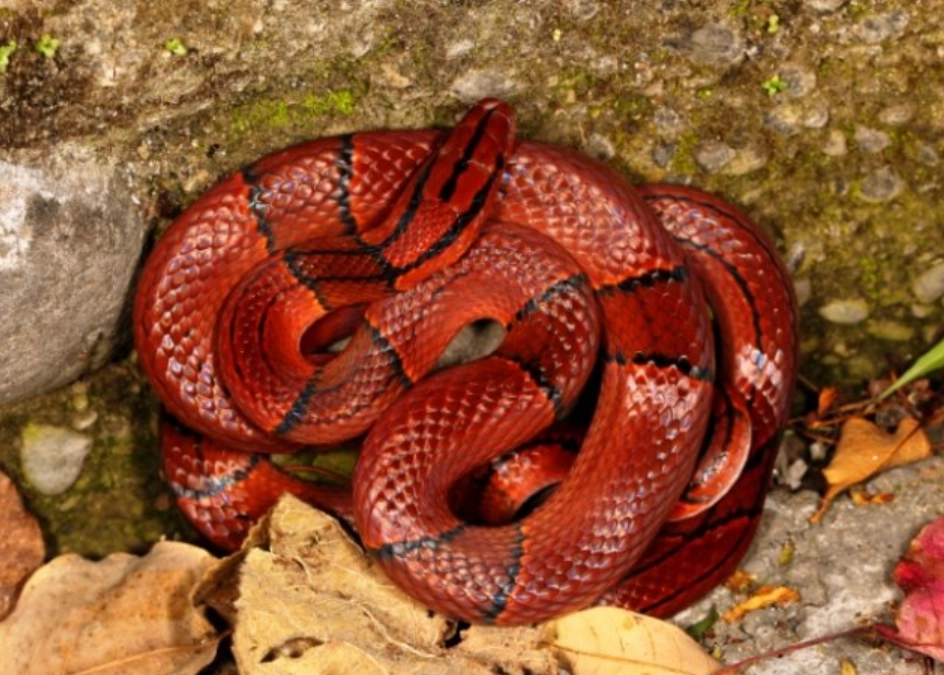 夢到紅蛇咬手 夢到紅蛇咬手